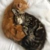 Isabella Quintero avatar